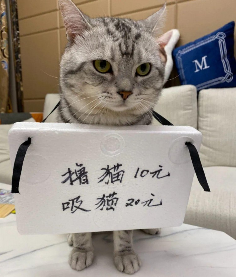 生活不易宠物也被迫摆摊铲屎官：成熟的猫咪该学着养活主人