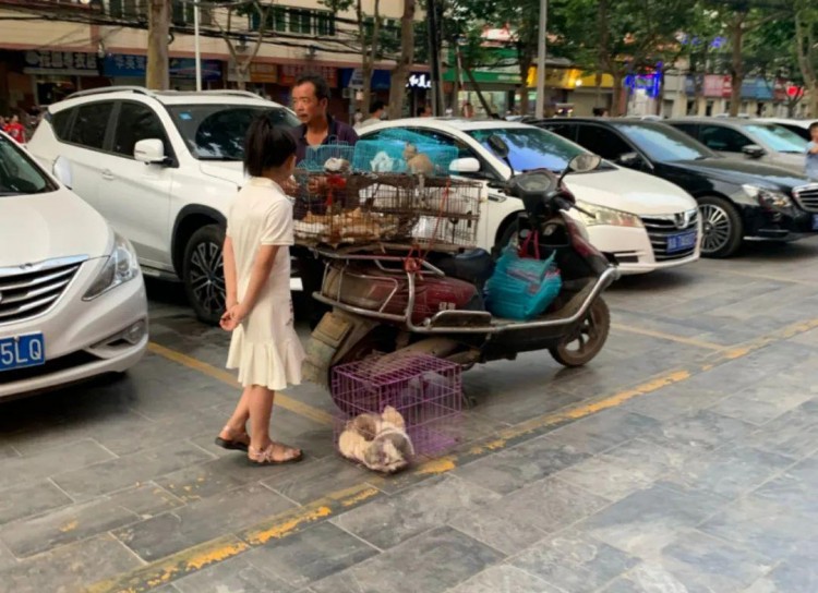 生活不易宠物也被迫摆摊铲屎官：成熟的猫咪该学着养活主人