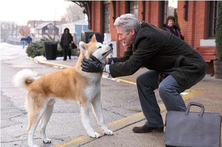 秋田犬适合家养吗真的像《忠犬八公》里那样对主人忠贞不渝吗