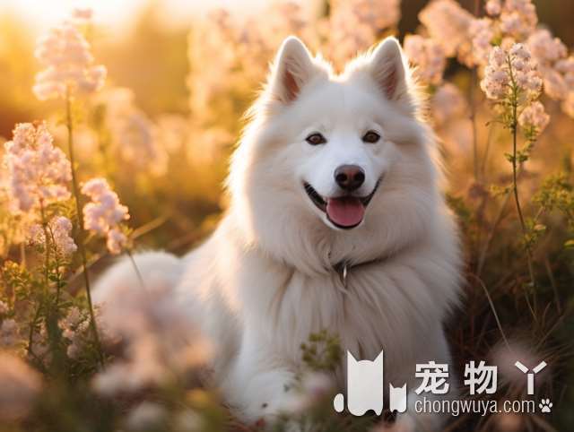 如果你不知道这些，最好不要养“雪纳瑞犬”