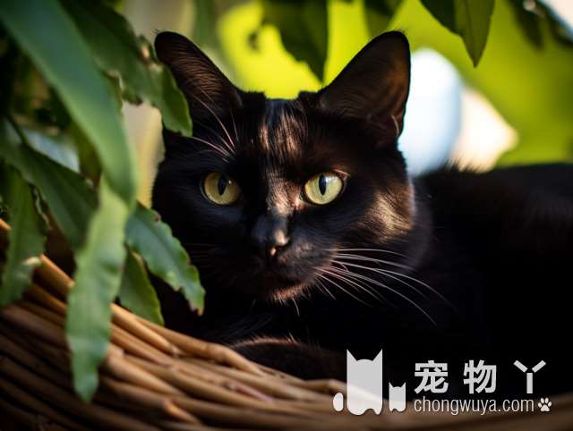 想知道Meow猫不二宠物生活馆有哪些特色服务吗？